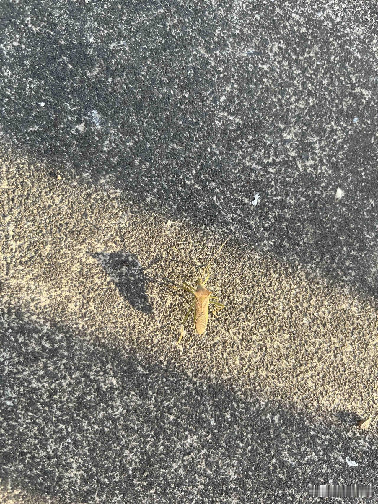 这是臭虫吗
就是那种一碰很臭的虫子
有人认识吗？