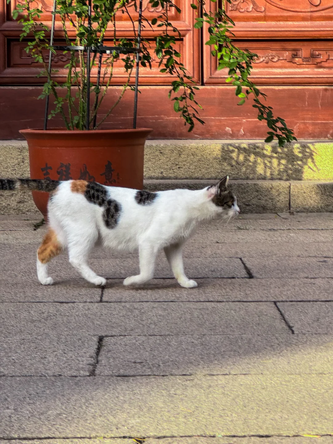 灵岩山寺里的猫居士