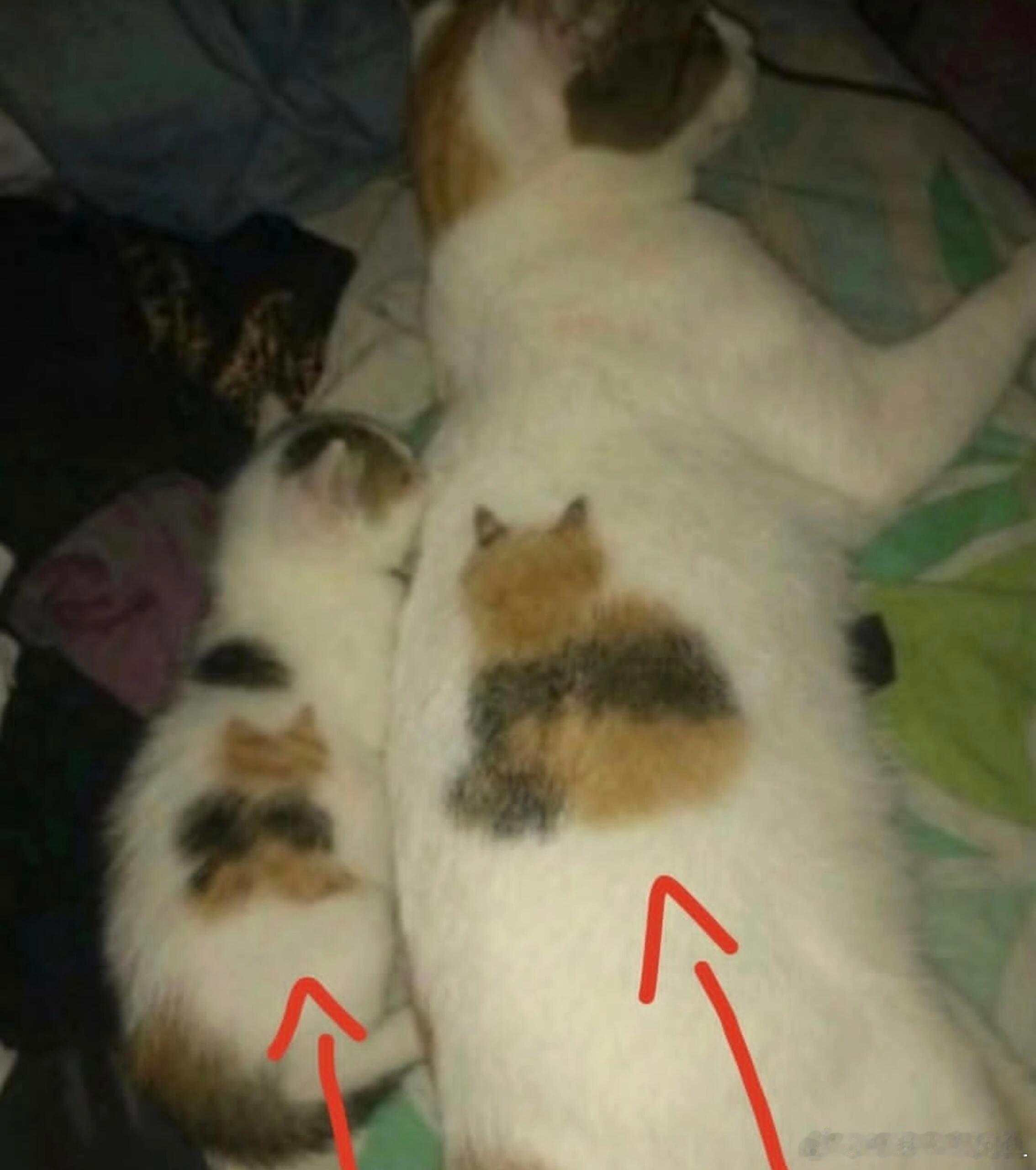 😺猫中猫😼 