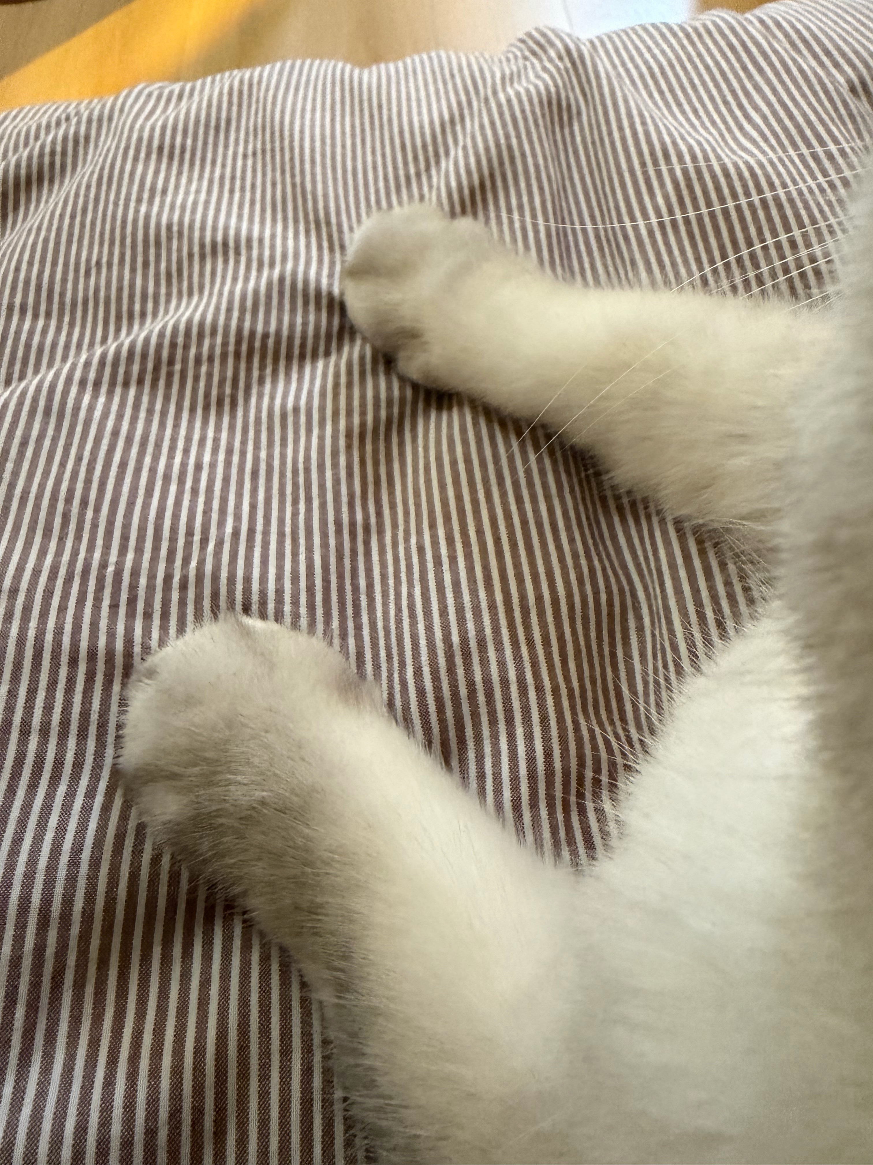 今天生理期晕乎乎的，咪居然乖乖躺旁边陪着，太困了，晚安晚安💤 