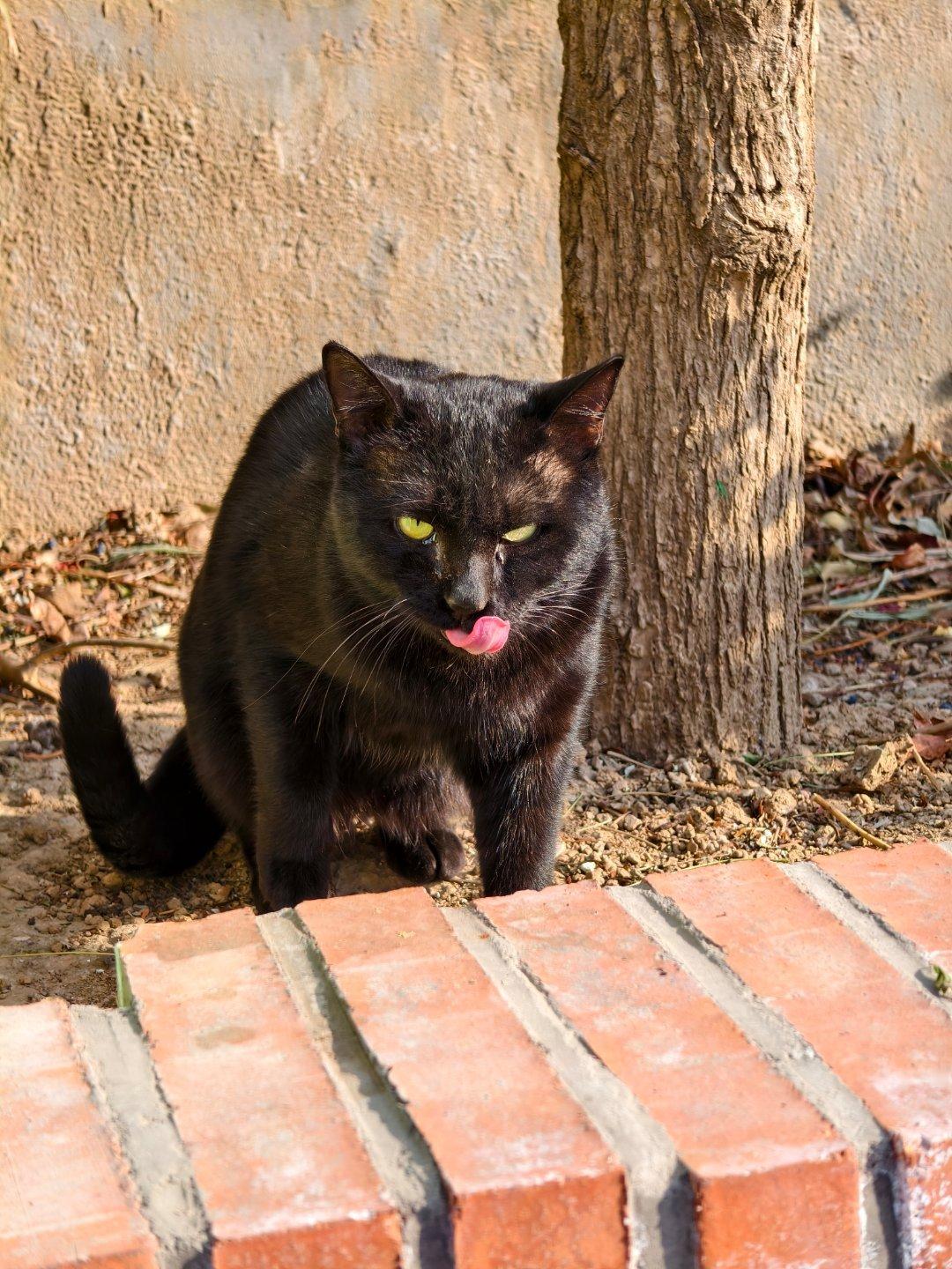 今天的猫[喵喵] 