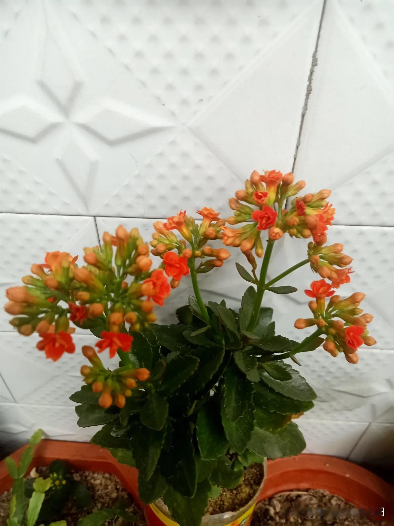 晒图笔记大赛花开富贵