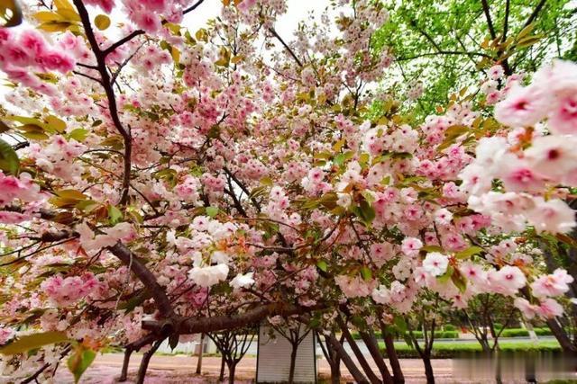 鹤壁|鹤壁樱花花期预报来了，赏花走起