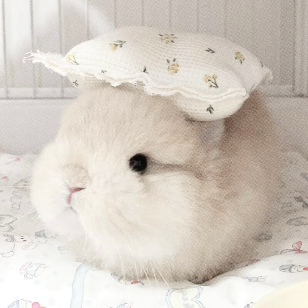 兔兔₍ᐢ.ˬ.ᐡ₎ .ᐟ 