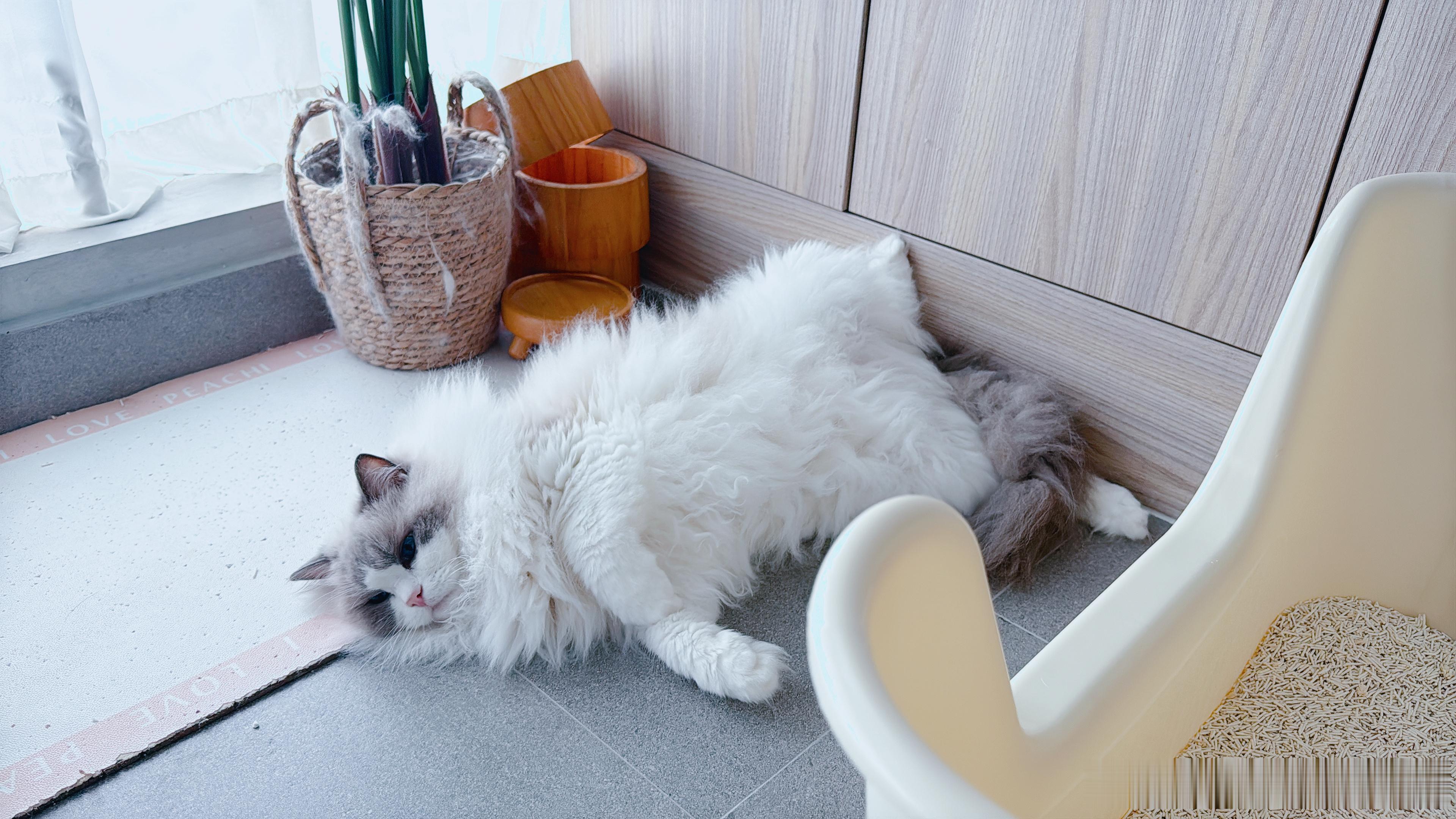 v总，一位在大夏天随处摆烂的男猫。 