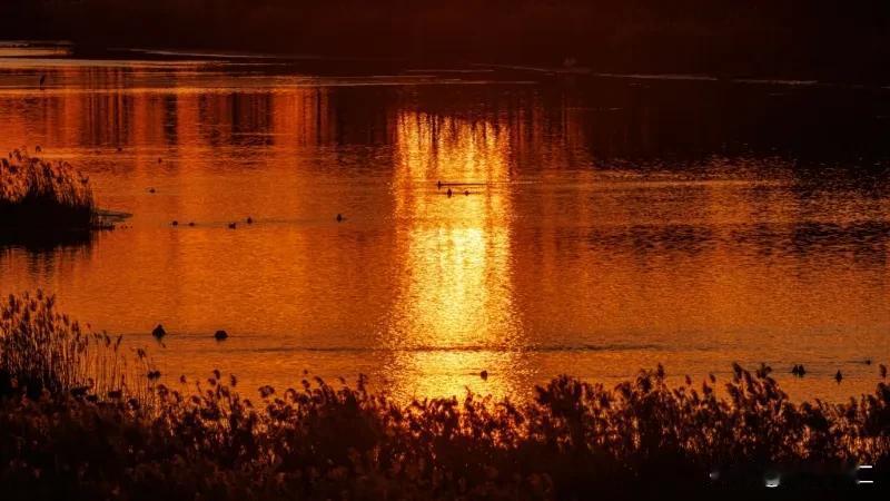 夕阳映照下的静谧湖面，水面倒影如画，鸟儿悠然自得。（安妮拍摄）