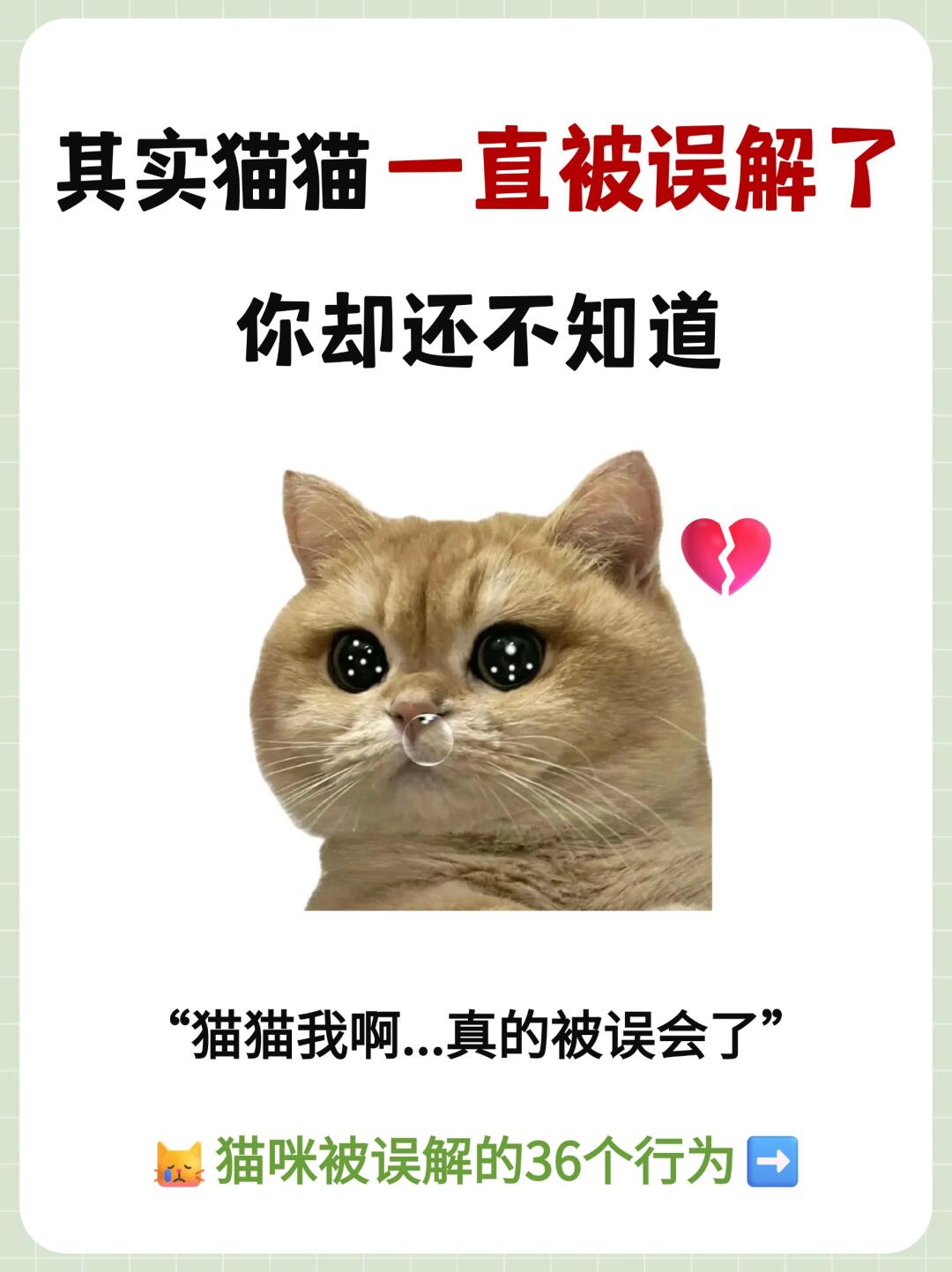 😿猫咪被误解的36个行为❗你知道几个？