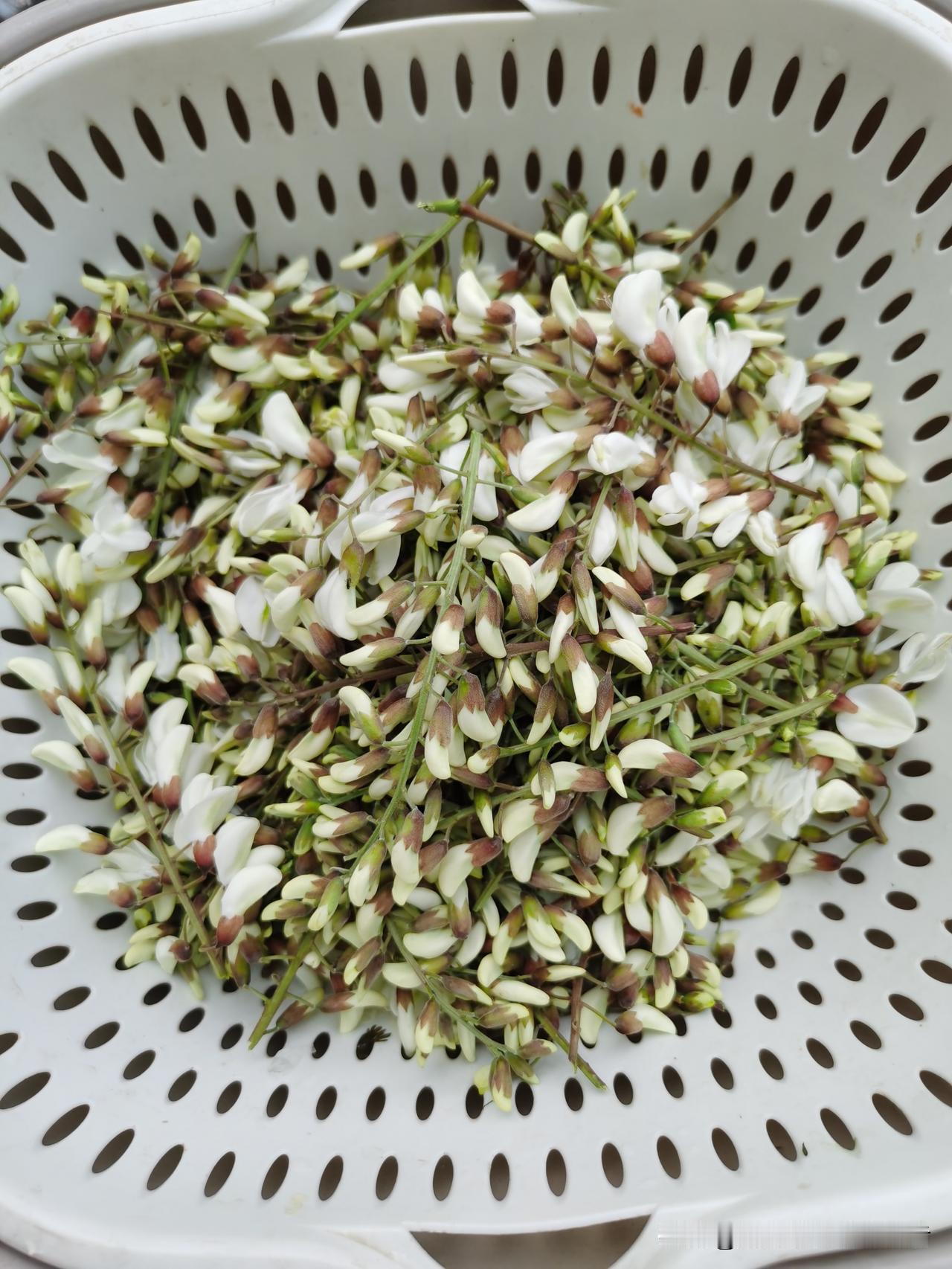 槐花香飘农村小院！喊你回家吃槐花啦！槐花食谱 带你去摘槐花