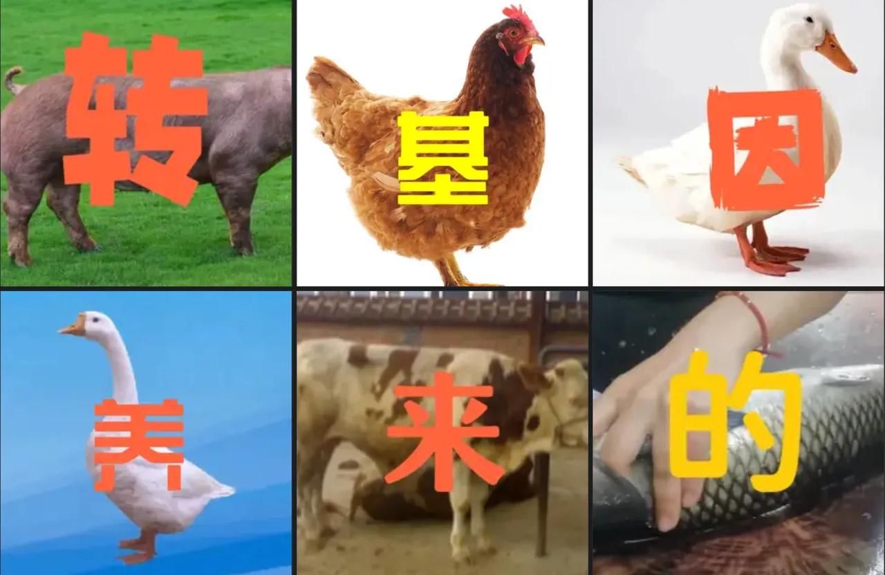 说我怕吃转基因？你以为很多人像你们反转派傻吗？
//@信吗 :“大家都恐惧转基因