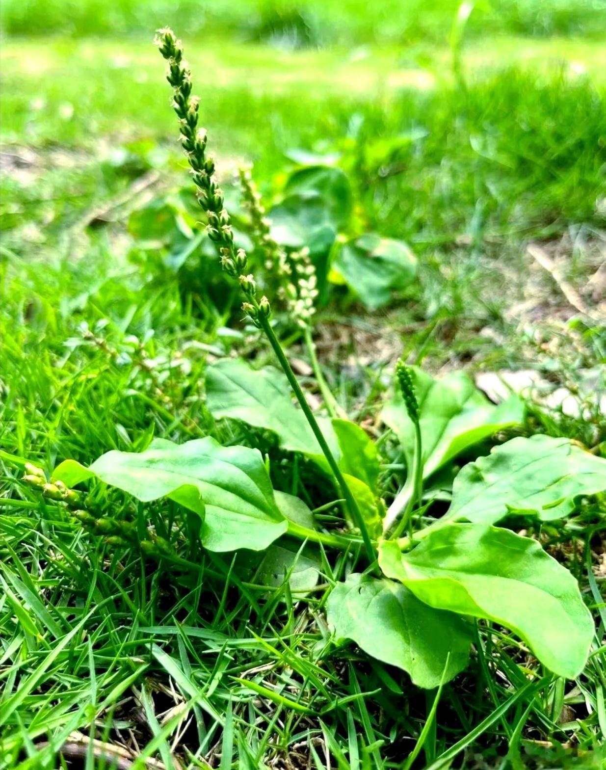 痛风很难治，疼起来很要人命。有个简单的方法，去药房买50克车前草，洗干净后煮水喝
