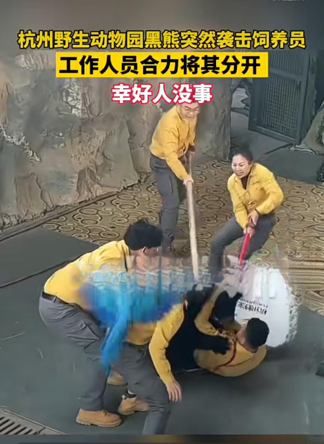 表演结束，黑熊突然扑向饲养员！野生动物表演的安全红线在哪？

12月6日，杭州野