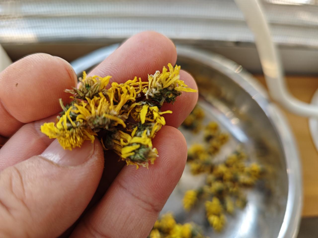 你们喝过正宗的野菊花茶吗？

徒步爬山，见到山顶上有不少的野菊花，想摘点泡菊花茶