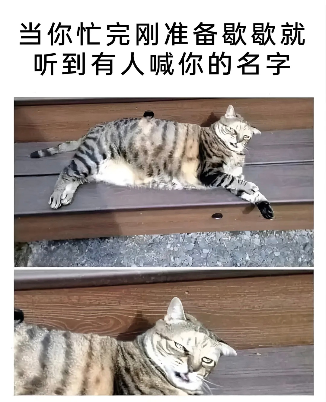 对你的人生毫无意义但很可爱的猫猫meme春风里派对