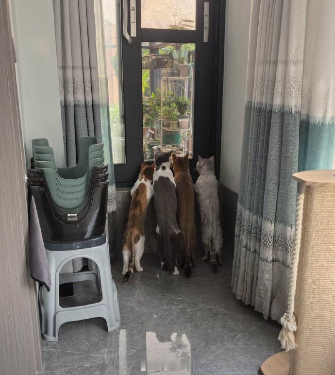 有些咪真的很八卦！ 