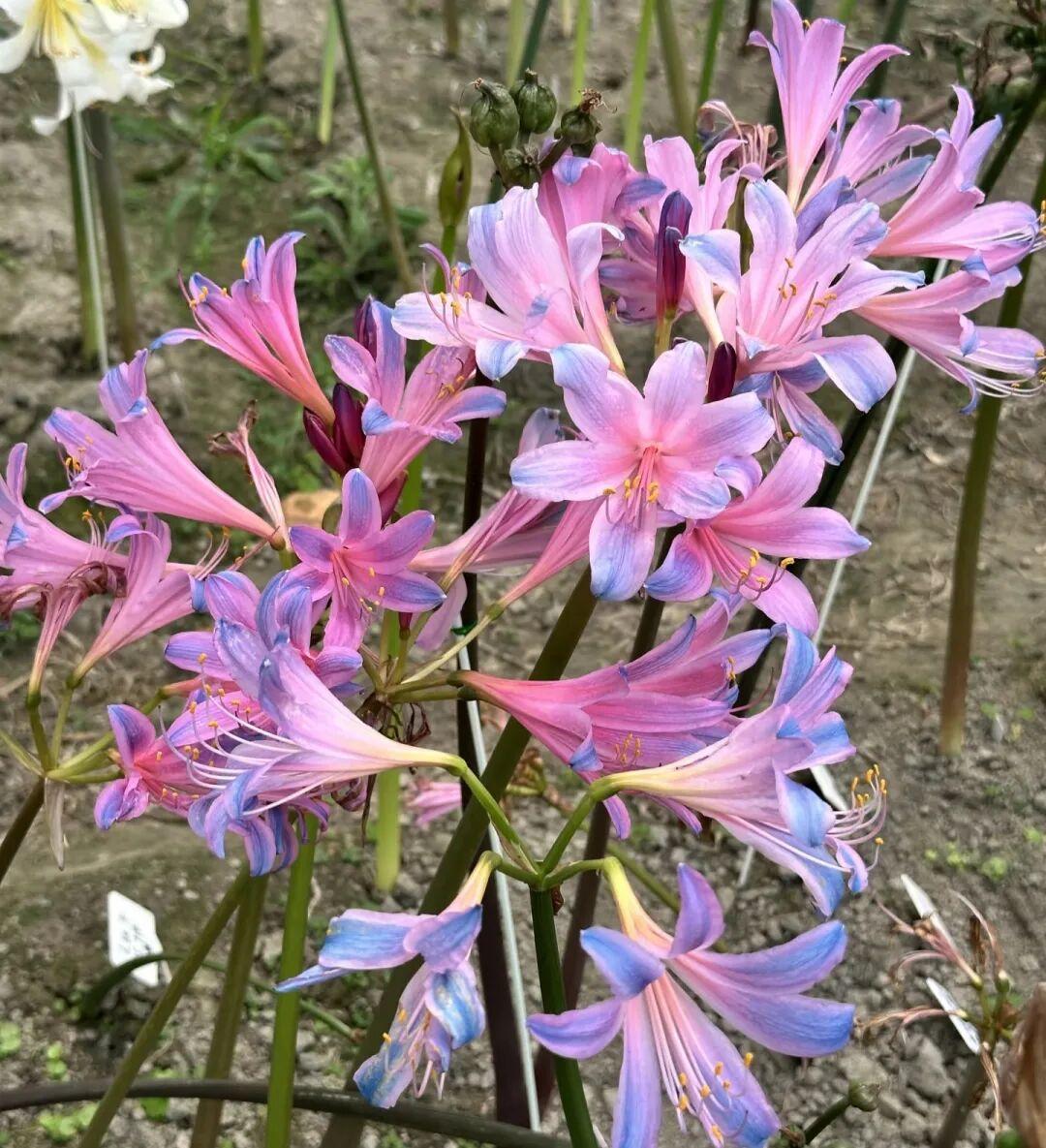 换锦花：会变色的石蒜
 
 换锦花（Lycoris sprengeri），石蒜科