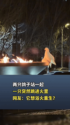 你敢信吗？动物的行为宛如人类，像从人群中走出来的，沈阳一女子拍下了诡异的一幕，两