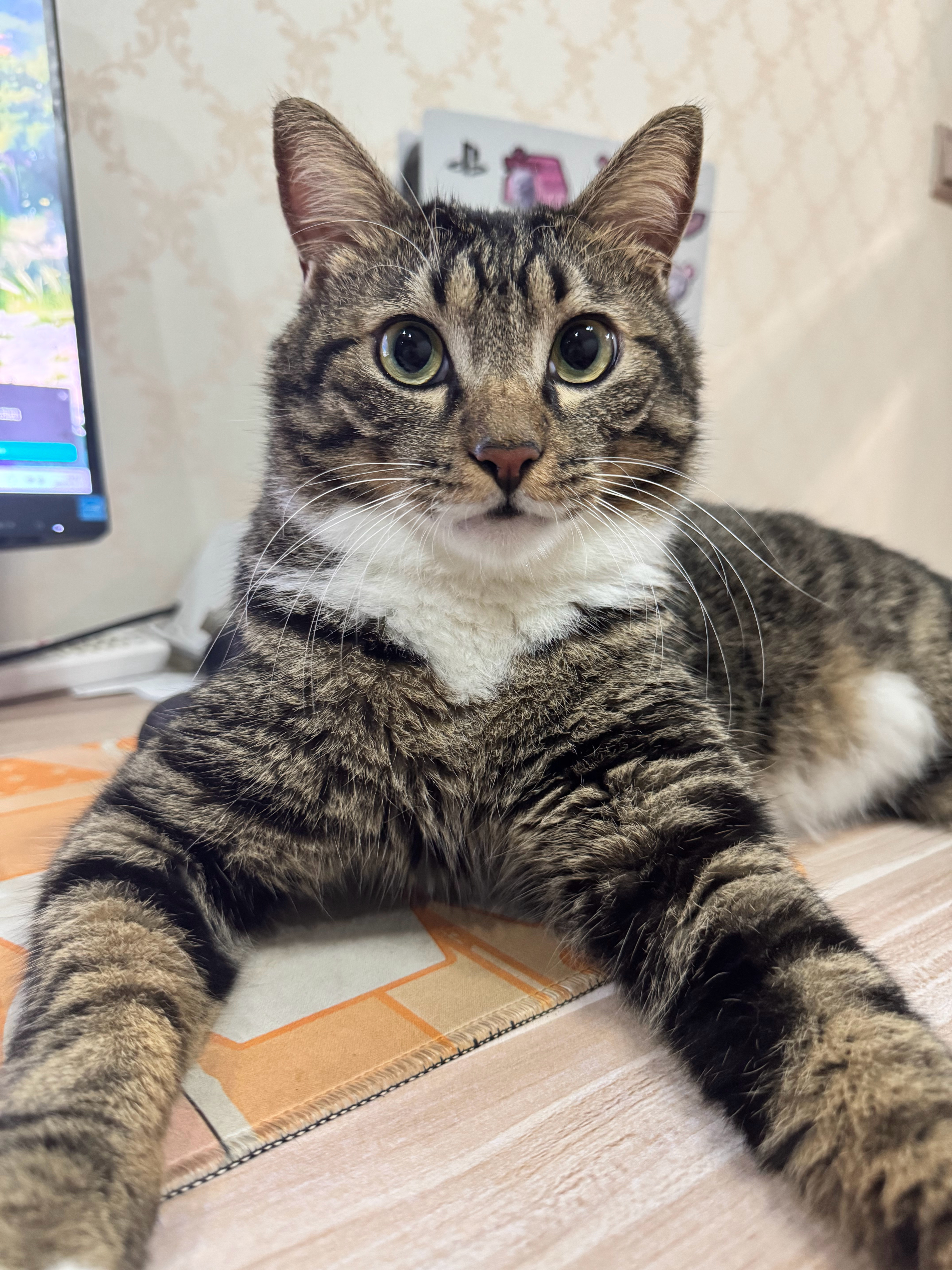 回来一看舔舔好像瘦了但是他们屋子里好几大碗猫粮吃了一大半 