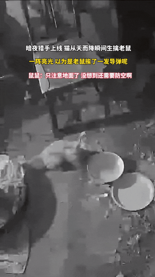 监控拍下超精彩一幕！深夜，老鼠正自顾自在地上溜达，一心提防地面的危险，万万没想到