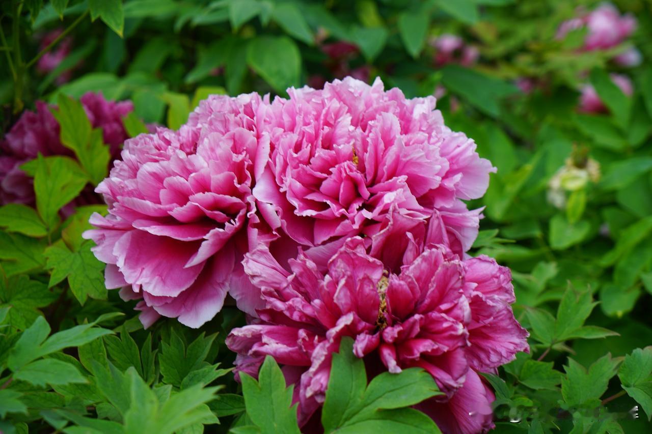 哪里的牡丹最好看应该是洛阳吧，不过菏泽是牡丹的祖先，我昨天去了洛阳的国花园，不错