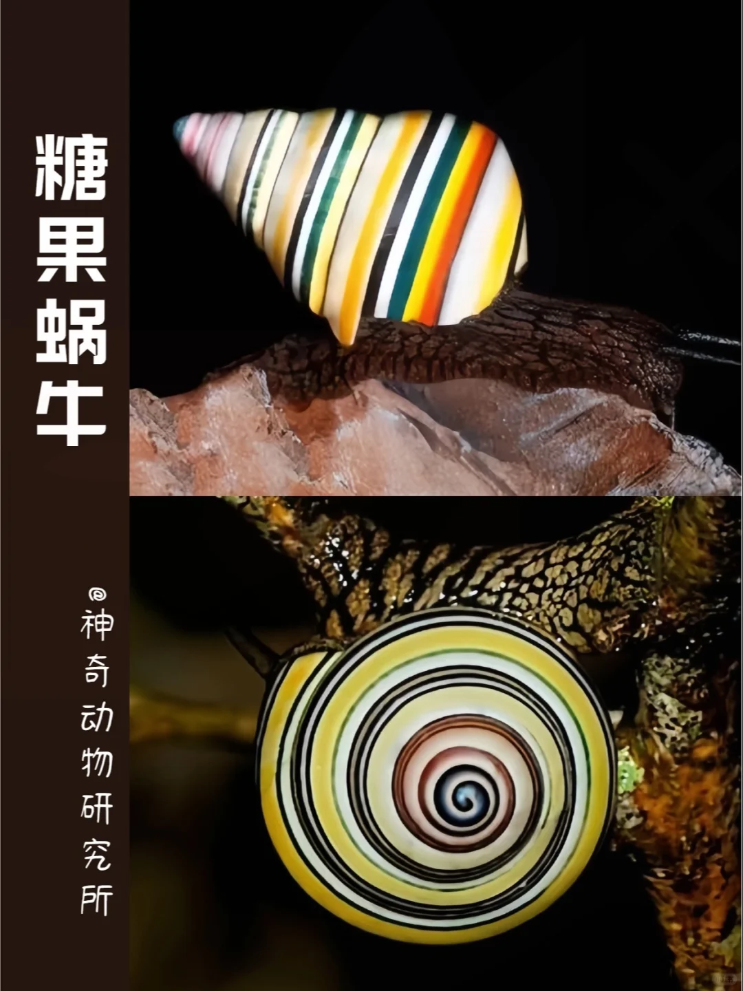 每天了解一种趣味动物👀糖果蜗牛