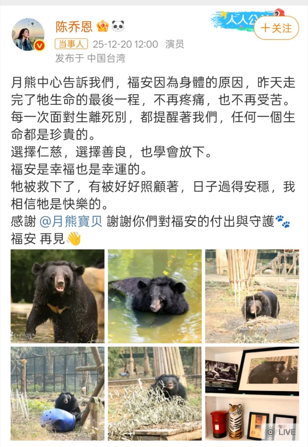  陈乔恩救助的月熊福安离世揪心消息传来！被陈乔恩认养关爱多年的月熊福安走了，它曾