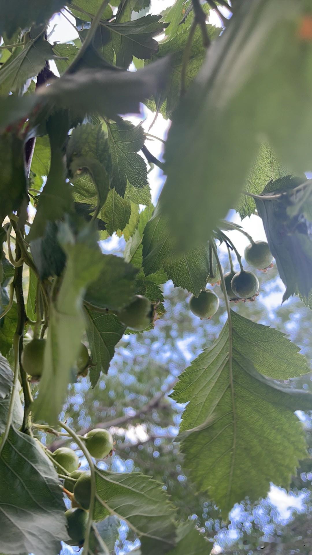 四大狠人……
老川！
内塔！
老普！
司机（正义之师）
天苍苍野茫茫，风吹世界别