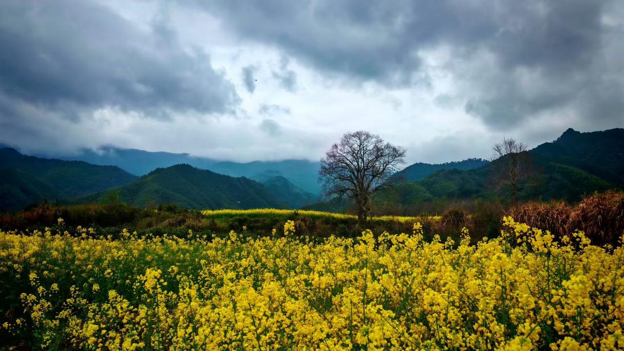 满目金黄在远山下铺展，那是春天最坦荡的热烈，一朵油菜花或许平凡，聚成海便是震撼人