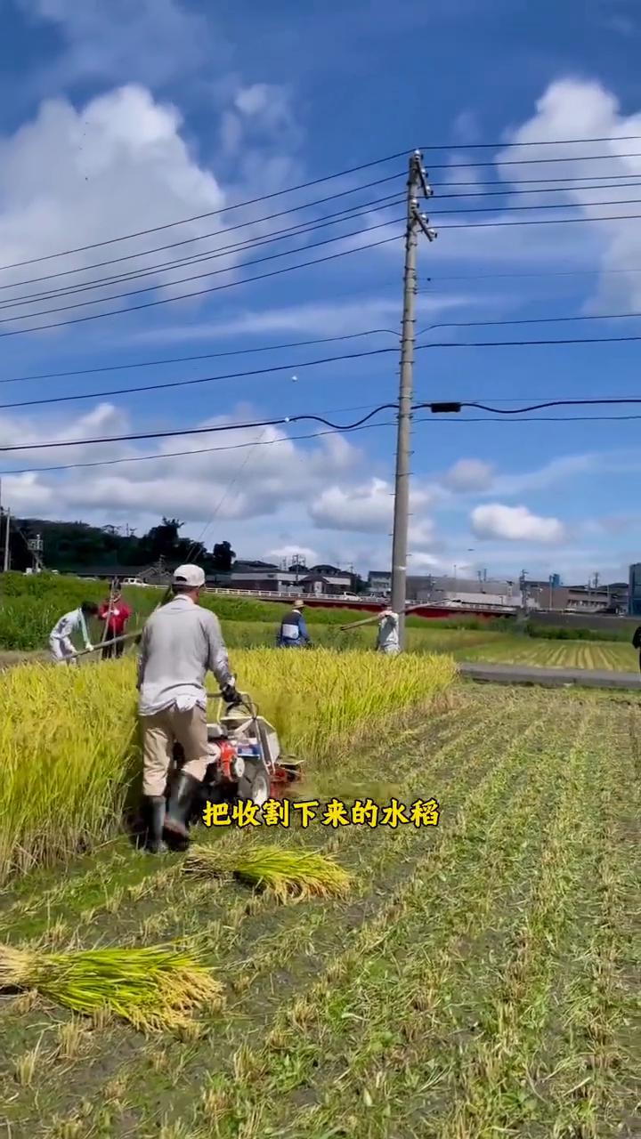 收割的水稻神器。
这是位于日本，当地人正在收割水稻。他们收割水稻用的这种机械给人