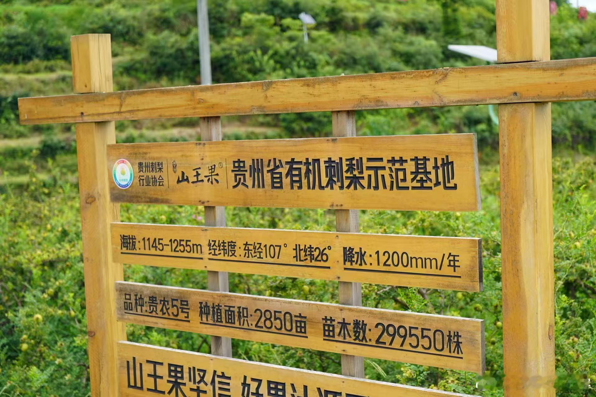 山村首位大学生卖刺梨年销18万亩贵州大山里的刺梨，曾是孩童解馋的野果，如今成了乡