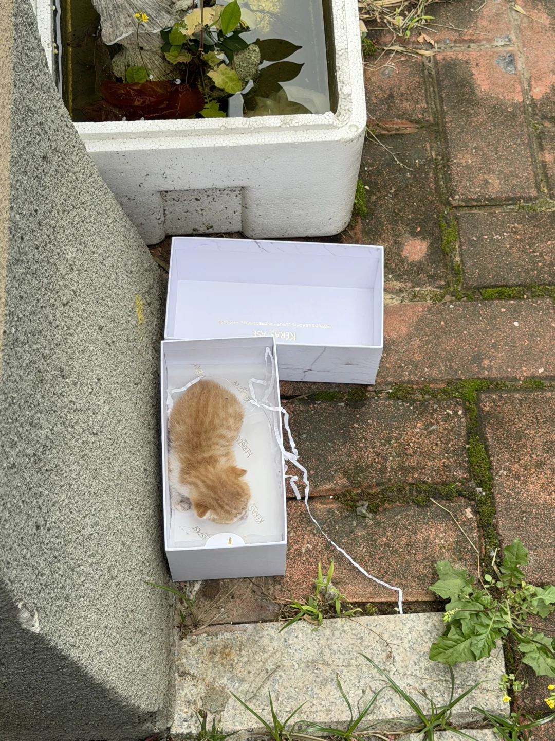 为流浪小猫找家！！福州！！