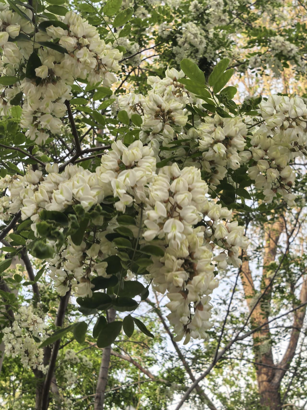 发一张你相册最近拍的花