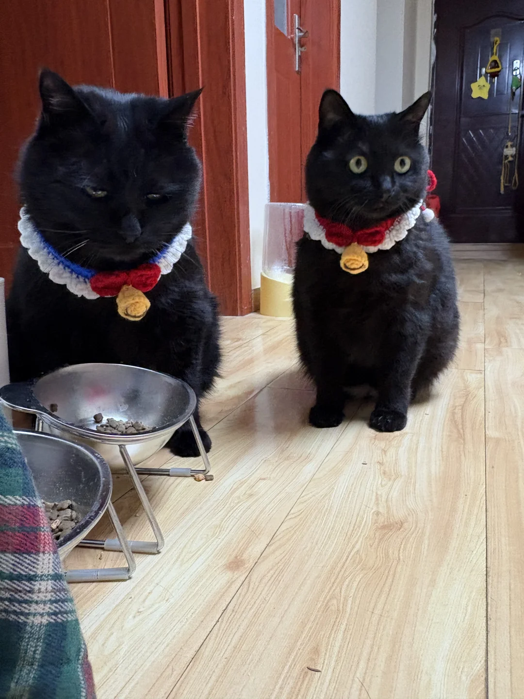 人，你好！再不添饭 咪就要饿死了！