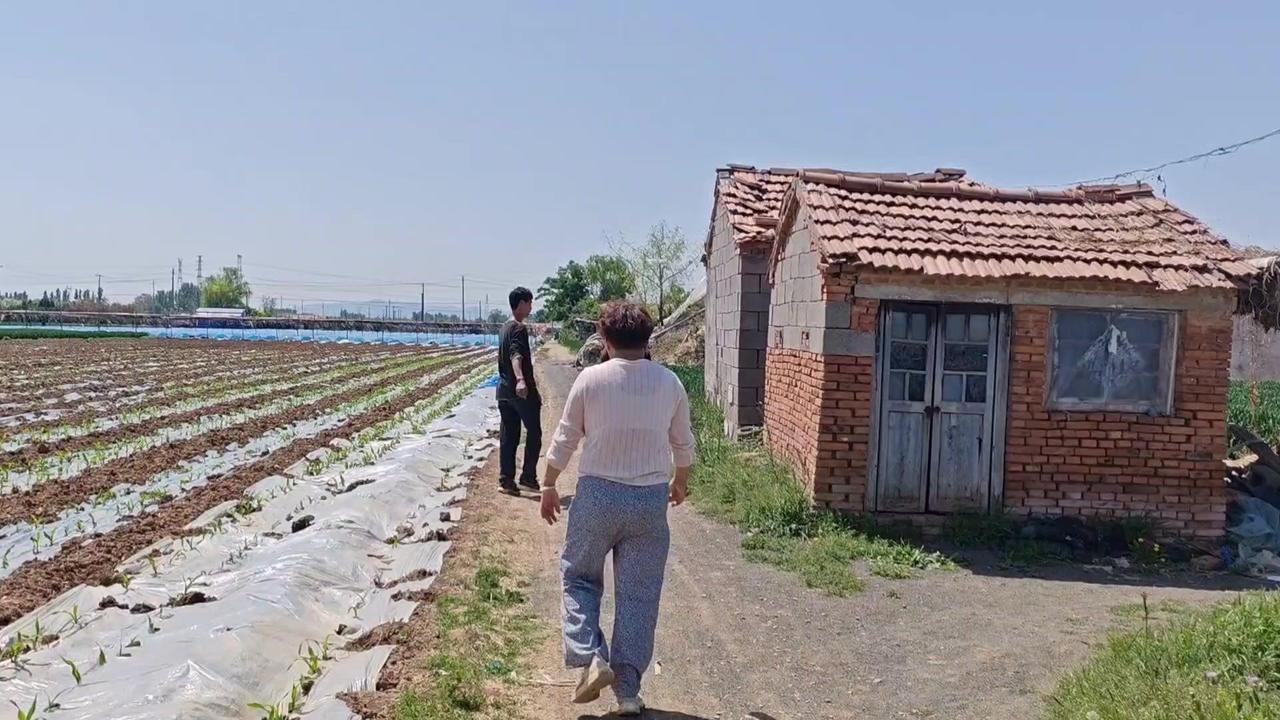 1️⃣品种优势：春红3号早熟且口感绝佳，5月前上市，糖度17-18°，玫瑰香味浓