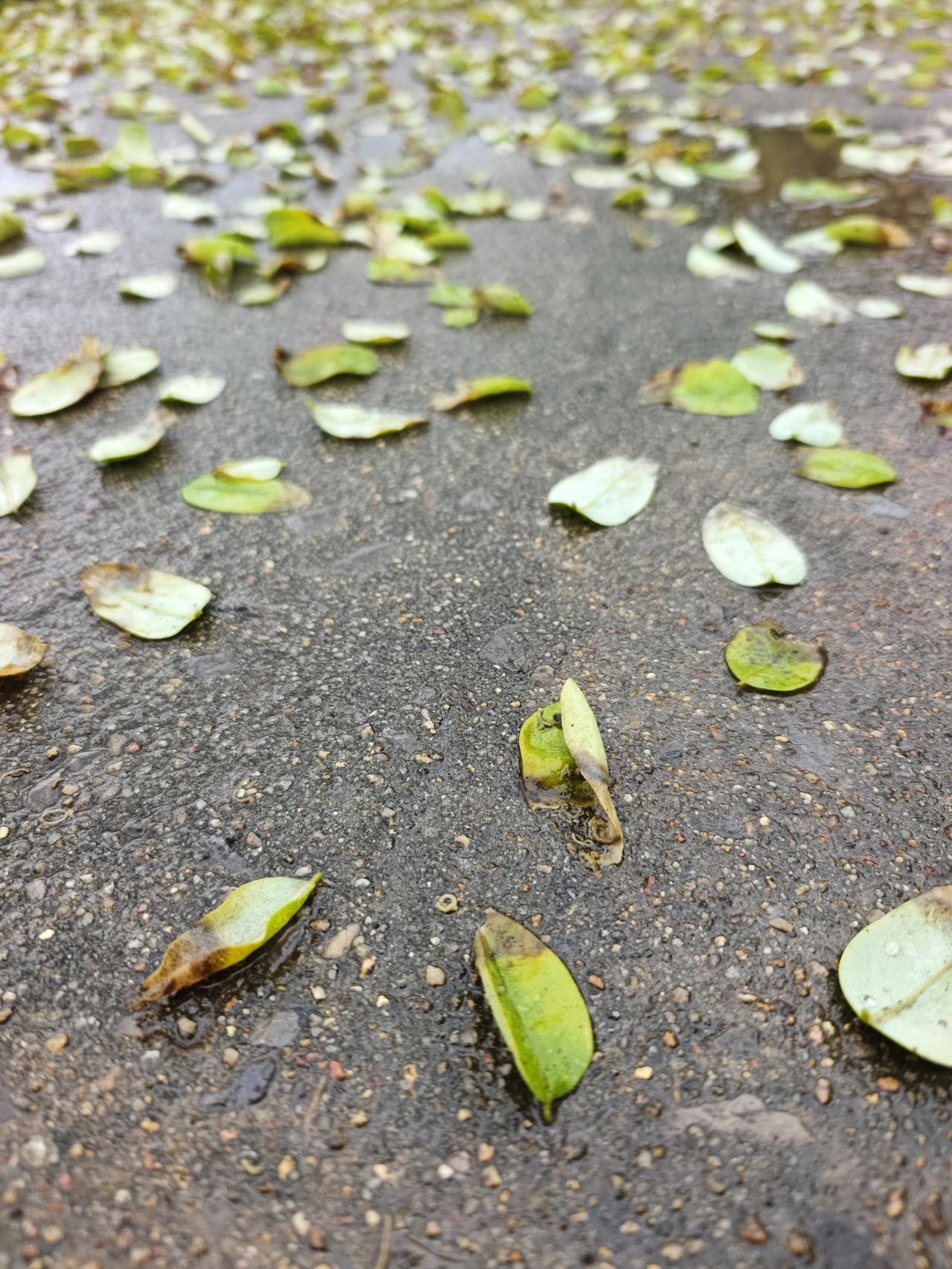 一张图证明秋天来了