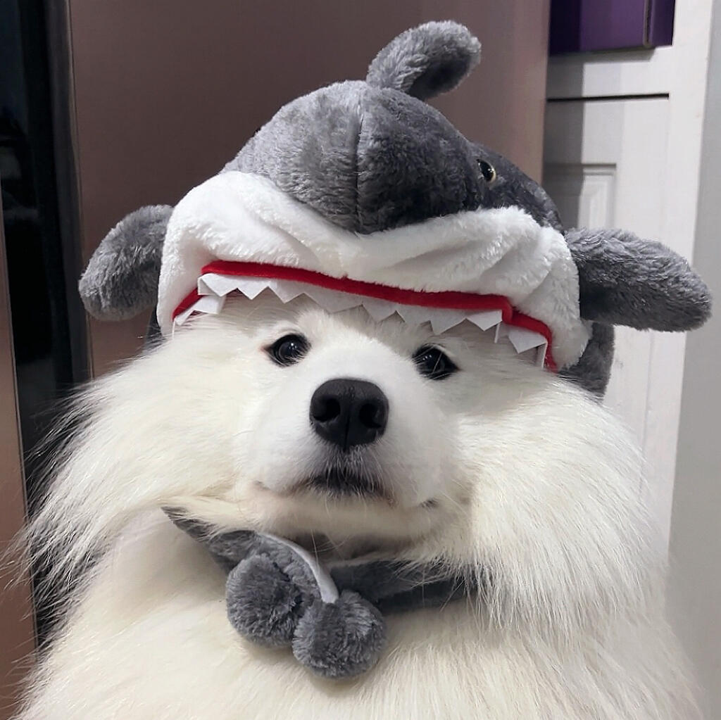 🦈鲨鱼耶耶（头像版2.0换了个背景拍拍依旧可可爱爱嘟#可爱头像##敲可爱头像#