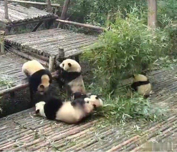 成年的大熊猫在野外几乎没有天敌别看大熊猫那么萌，它的咬合力不输猛兽，老虎豹子都不