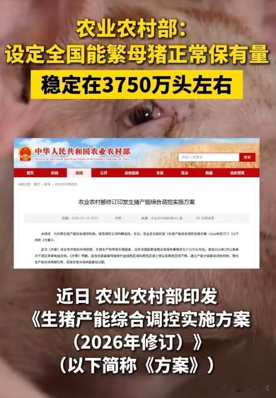 猪肉比青菜还便宜！养殖户哭笑不得，消费者却笑不出来
新闻：生猪价格跌至近10年低