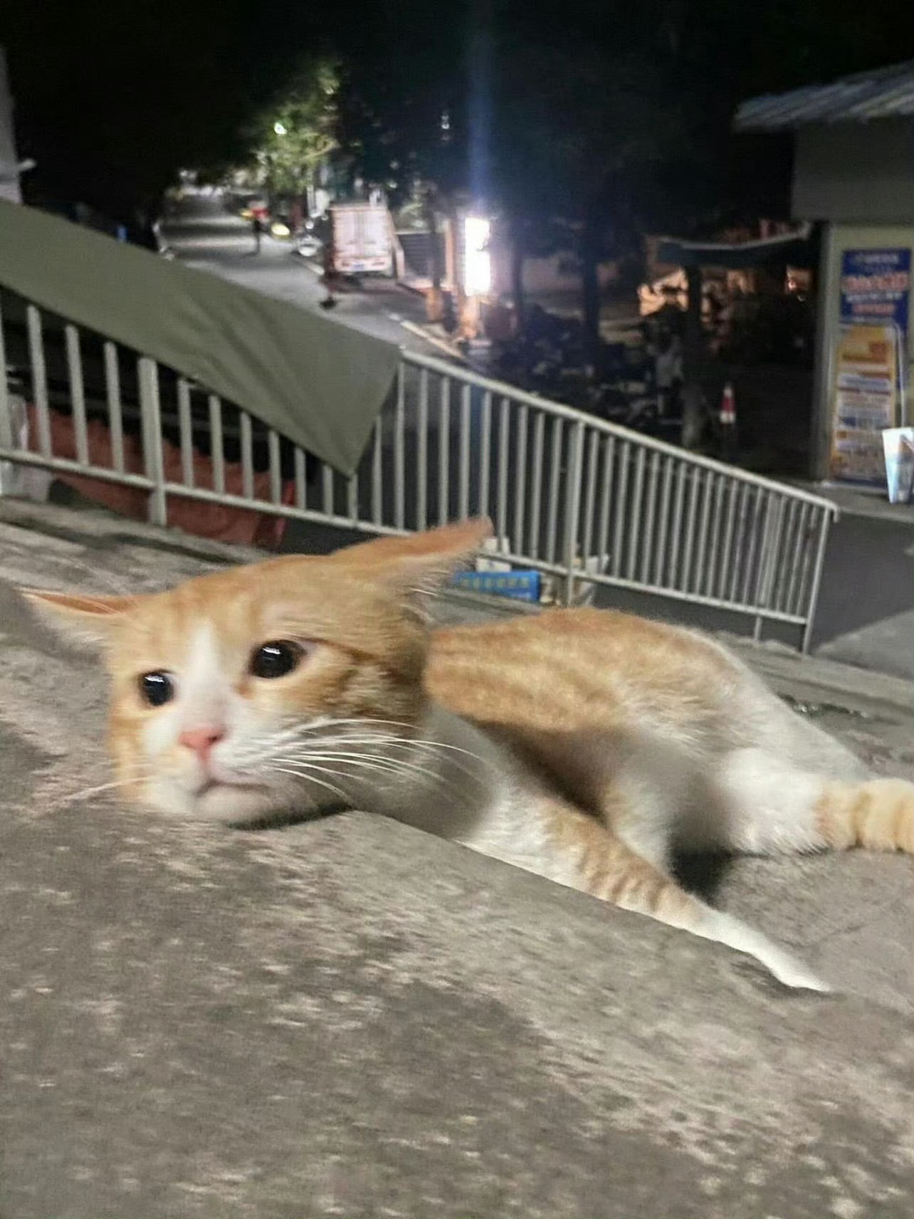 猫咪：可以到你家借宿一宿吗🥹 ​​​