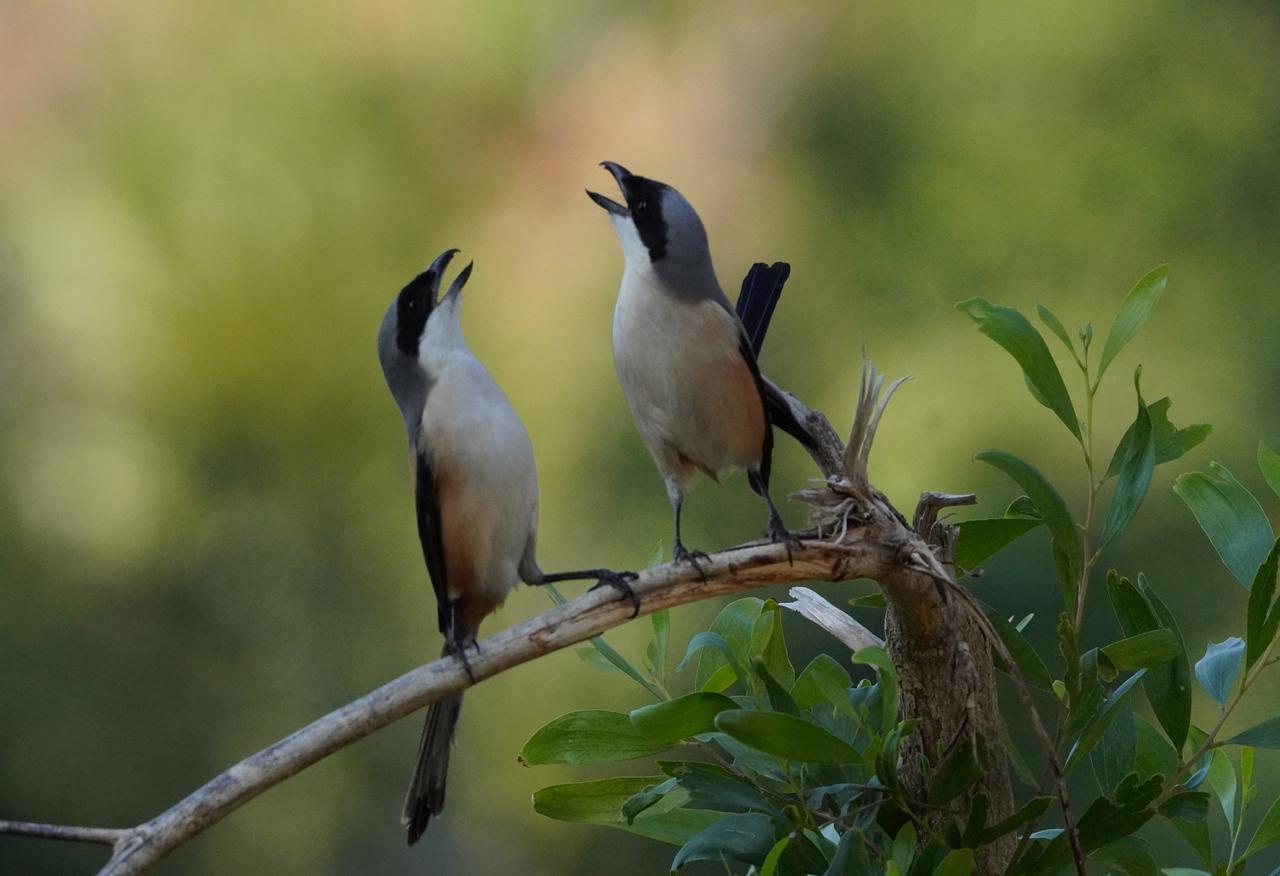 海南三亚屠夫鸟伯劳
摄影师：王晓东
配诗：詹四平

美以开战乱纷纷，
中东哀鸿遍