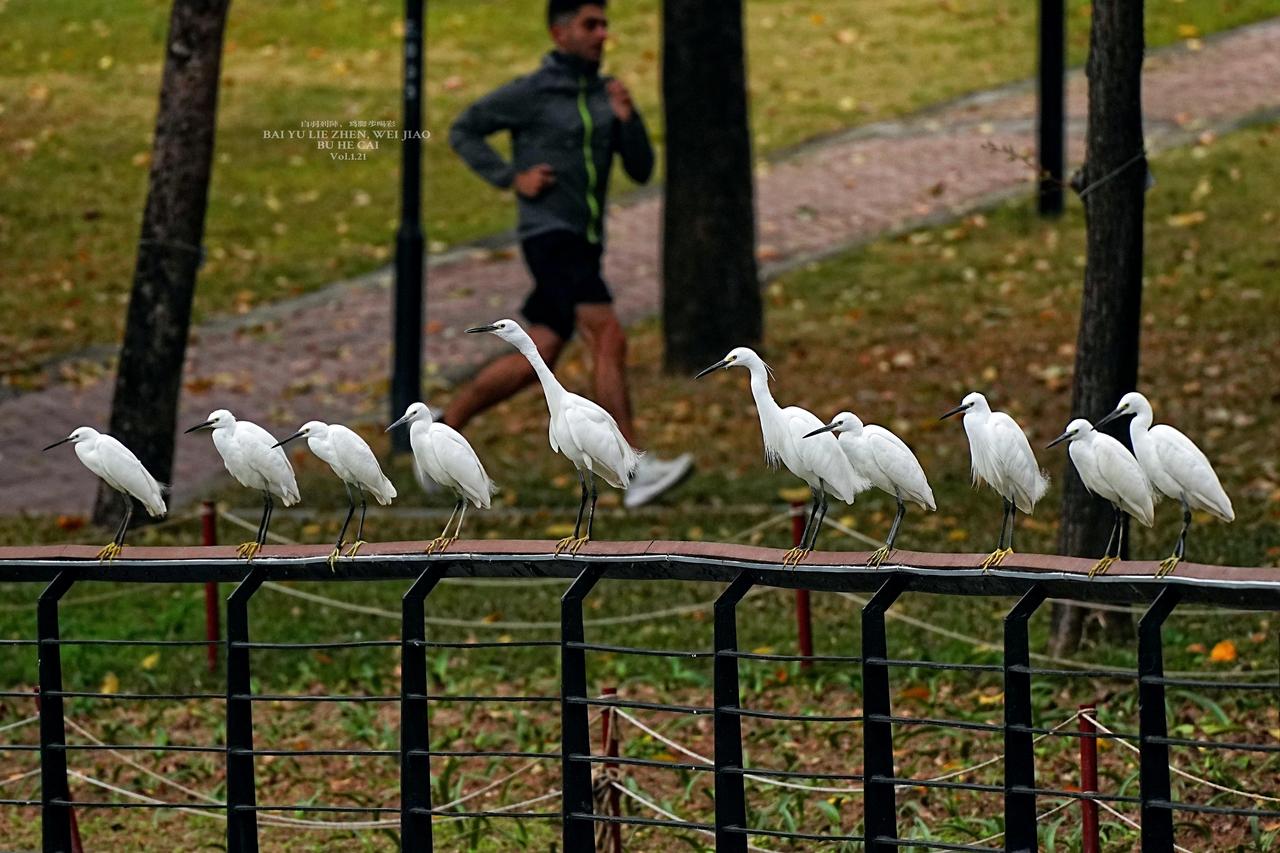 《深圳白羽列阵，为脚步而喝彩》
这个标题精准地锚定了“都市生态”与“人文活力”的