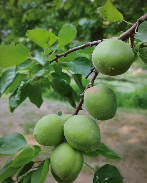 《青杏》
——元·张弘范
落尽残红绿满枝，
青青如豆酿酸时。
佳人摘得新尝怯，