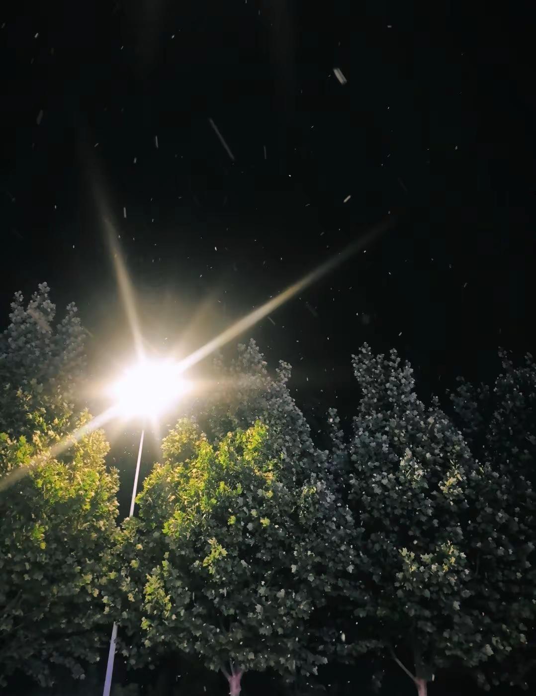 杨树花语是，氯雷他定，柳树花语是，西替利嗪！希望你永远不懂这句话杨树毛 过敏 错