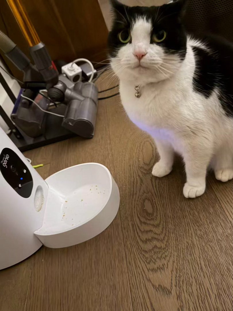 我和喂食器有个约定daily奶牛猫 （投稿：） 