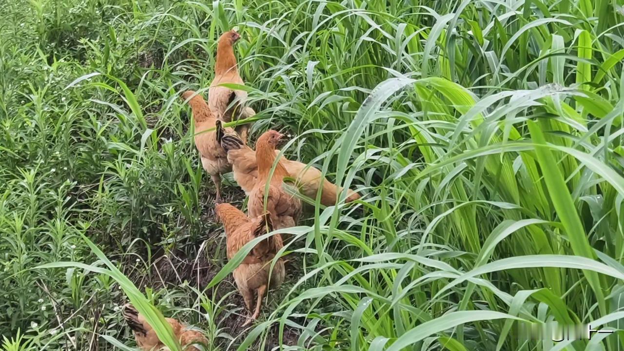 把一窝被母鸡“丢弃”的小鸡放到草地里，一个月后，小鸡仔大变样。

今年，用自家喂