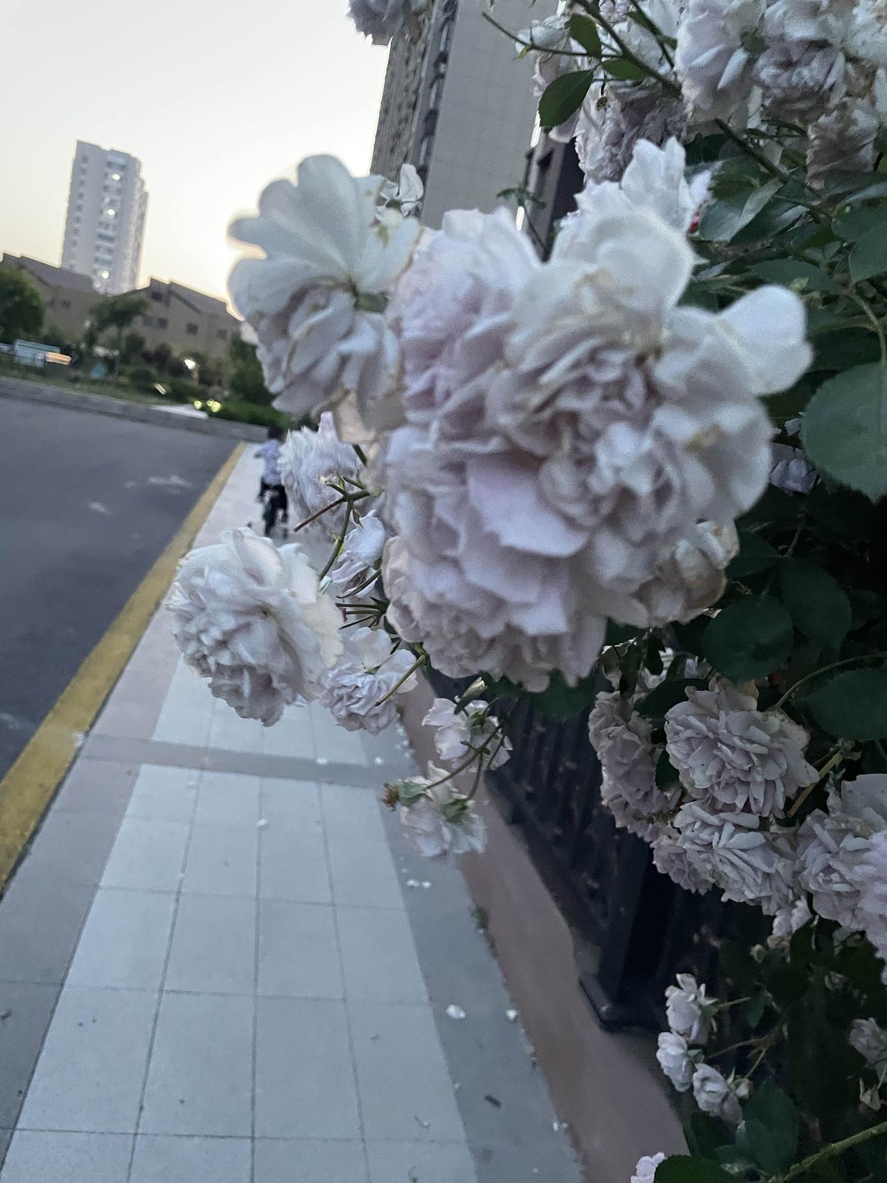 也不知道这是什么花，楼下邻居种的，满墙满院都是。