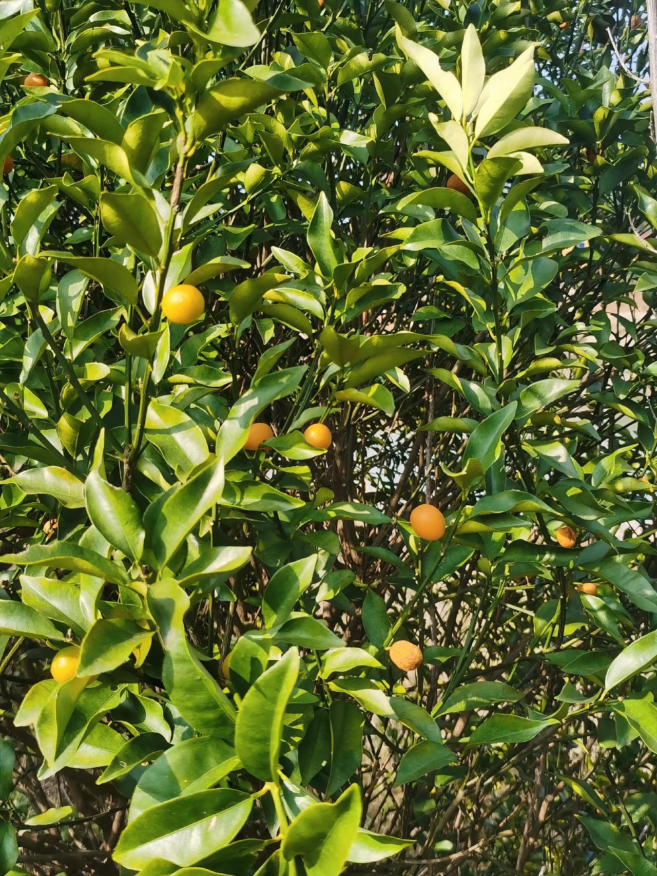 一时心血来潮跑到老家果园去瞧瞧，无人打理的果园，果树还在坚强的活着，挂满红澄澄的