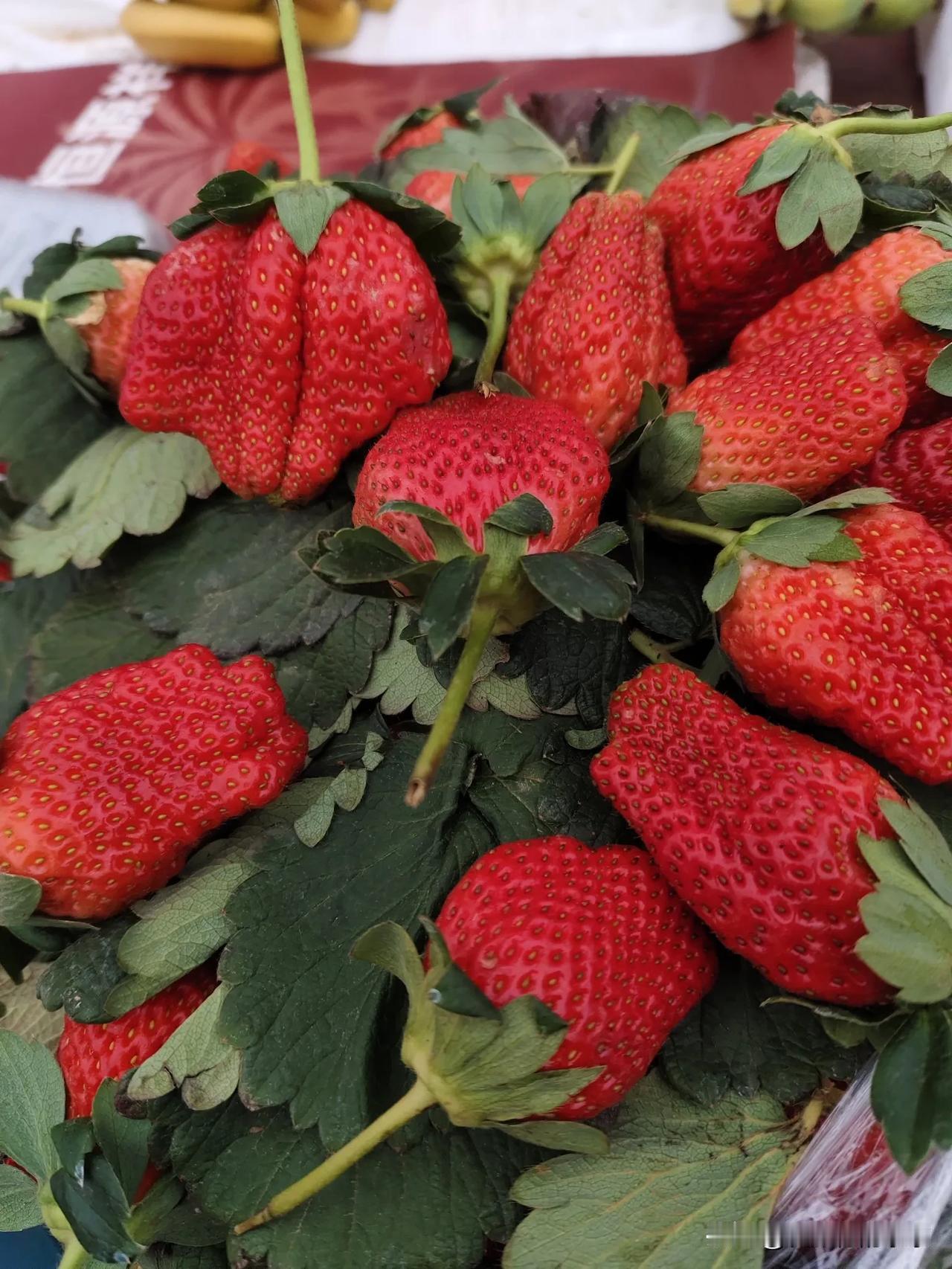 在早市上看到的，这草莓🍓颜色挺红，但有小孩儿手掌那么大，长的又有点儿像蒲扇，这