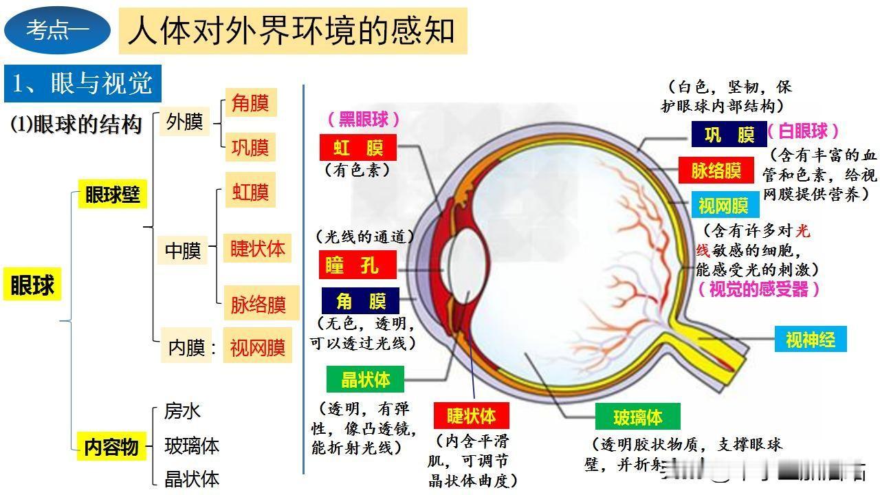 七年级生物核心考点大揭秘！这份图文笔记让孩子期末稳拿高分！
家长最关心的3大问题