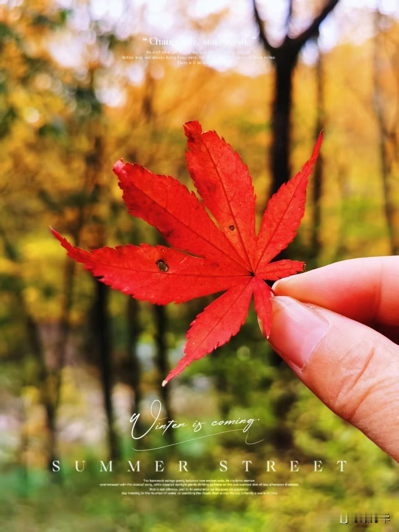 可以分享一张秋景树叶的照片吗11月初走进巴中光雾山，看到满眼的秋叶在眼前招展。每