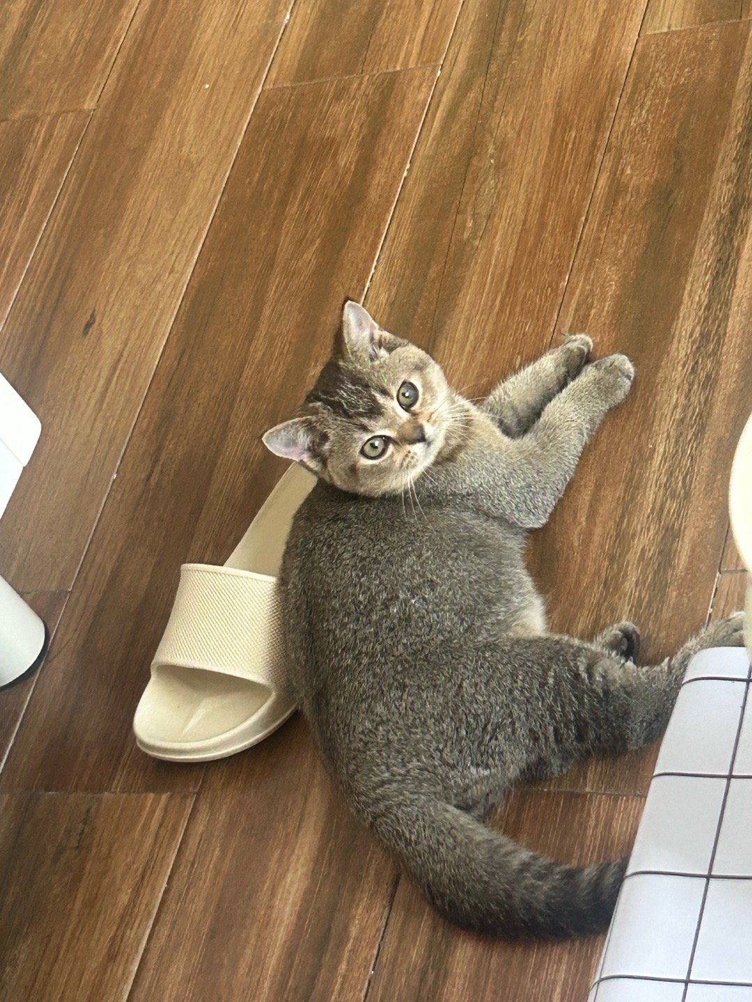 黑黑黑猪咪[二哈][二哈] ​​​